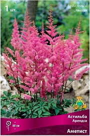 Луковица Астильбы ПОИСК Арендса Аметист
