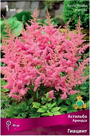 Луковица Астильбы ПОИСК Арендса Гиацинт