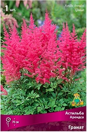 Луковица Астильбы ПОИСК Арендса Гранат