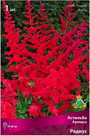 Луковица Астильбы ПОИСК Арендса Радиус
