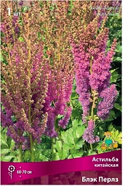 Луковица Астильбы ПОИСК Блэк Перлз