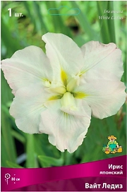 Луковица Ириса ПОИСК Люкс Вайт Ледиз