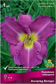 Луковица Лилейника ПОИСК Анчатед Вотерс