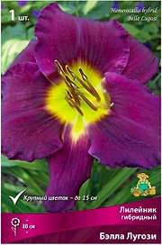 Луковица Лилейника ПОИСК Бэлла Лугози