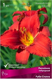 Луковица Лилейника ПОИСК Руби Стелла