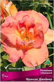 Луковица Лилейника ПОИСК Франсис Джойнер