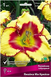 Корневище Лилейника ПОИСК Ямайка ми Крейзи