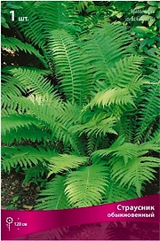 Корневище Страусника ПОИСК Обыкновенный