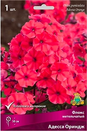 Корневище Флокса ПОИСК Адесса Ориндж