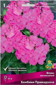 Корневище Флокса ПОИСК Бамбини Примадонна