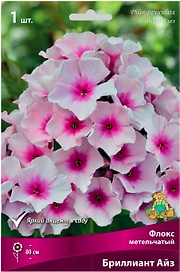 Корневище Флокса ПОИСК Бриллиант Айз