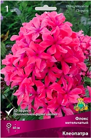 Корневище Флокса ПОИСК Клеопатра