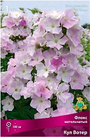 Корневище Флокса ПОИСК Кул Вотер