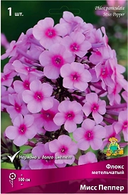 Корневище Флокса ПОИСК Мисс Пеппер