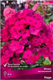 Корневище Флокса ПОИСК Надя