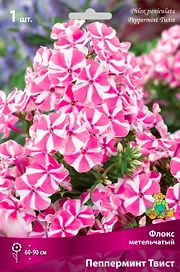 Семена Флокс многолетний пепперминт твист 1 шт