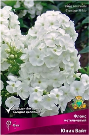 Корневище Флокса ПОИСК Юник Вайт