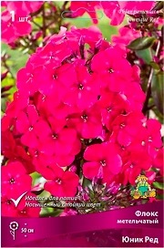 Корневище Флокса ПОИСК Юник Ред