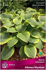 Корневище Хосты ПОИСК Авокадо