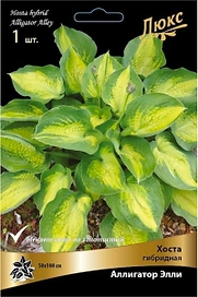 Корневище Хосты ПОИСК Аллигатор Элли