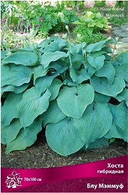 Корневище Хосты ПОИСК Блу Мэммуф
