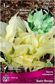 Корневище Хосты ПОИСК Вайт Фезер