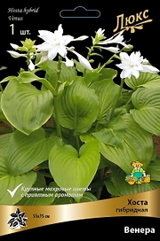 Корневище Хосты ПОИСК Люкс Венера