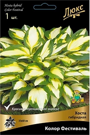 Корневище Хосты ПОИСК Колор Фестиваль