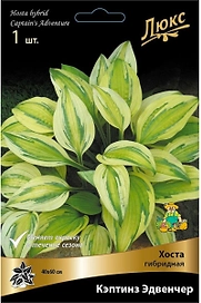 Корневище Хосты ПОИСК Кэптинз Эдвенчер