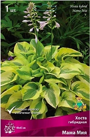 Корневище Хосты ПОИСК Мама Миа