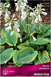 Корневище Хосты ПОИСК Мейпл Лиф