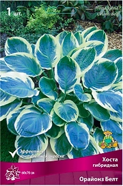 Корневище Хосты ПОИСК Орайонз Белт