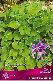 Корневище Хосты ПОИСК Пепл Сенсейшн