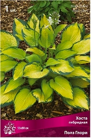 Корневище хосты ПОИСК Полз Глори