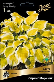 Корневище Хосты ПОИСК Люкс Спринг Морнинг