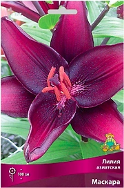 Луковица лилии азиатской ПОИСК Маскара