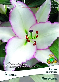 Луковицы лилии восточной ПОИСК Милессимо 1 шт