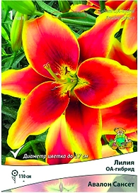 Луковица Лилии ОА-гибрид ПОИСК Авалон Сансет