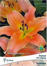 Луковицы лилии ОТ-гибрид ПОИСК Зелмира 1 шт
