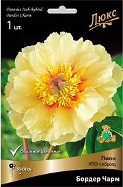 Корневище Пиона ПОИСК Люкс Бордер Чарм
