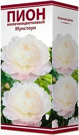 Корневище Пиона ПОИСК Мунстоун