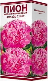 Корневище Пиона ПОИСК Эмпайр Стейт