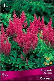 Луковица астильбы арендса ПОИСК Спинелл
