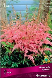 Луковица астильбы арендса ПОИСК Фламинго 1 шт