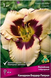 Луковицы лилейника гибридного ПОИСК Канадиан Бордер Петрол 1 шт