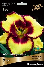 Луковица лилейника гибридного ПОИСК Калико Джек 1 шт