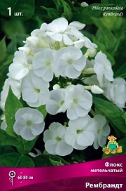 Луковицы флокс многолетний Рембрандт 1 шт