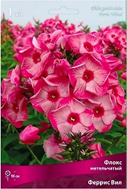 Луковица флокса метельчатого ПОИСК Феррис Вил 1 шт