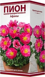 Луковица пиона молочноцветкового ПОИСК Афины 1 шт