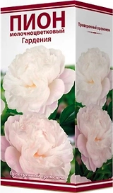 Луковица пиона молочноцветкового ПОИСК Гардения 1 шт